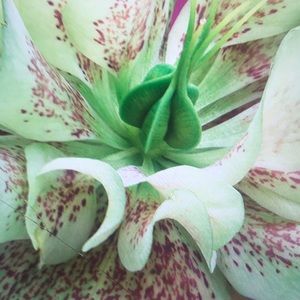 Meet your Posher, Adrienne